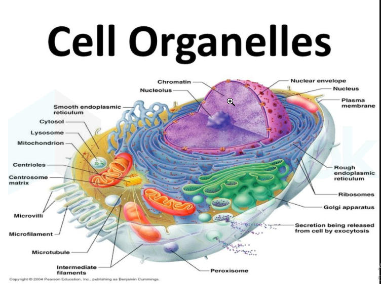 [Solved] Which of the following are cell organelles? A) Endoplasmic